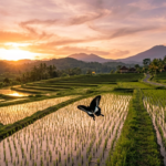 Apa Makna dan Filosofi dari Kupu Kupu Senja